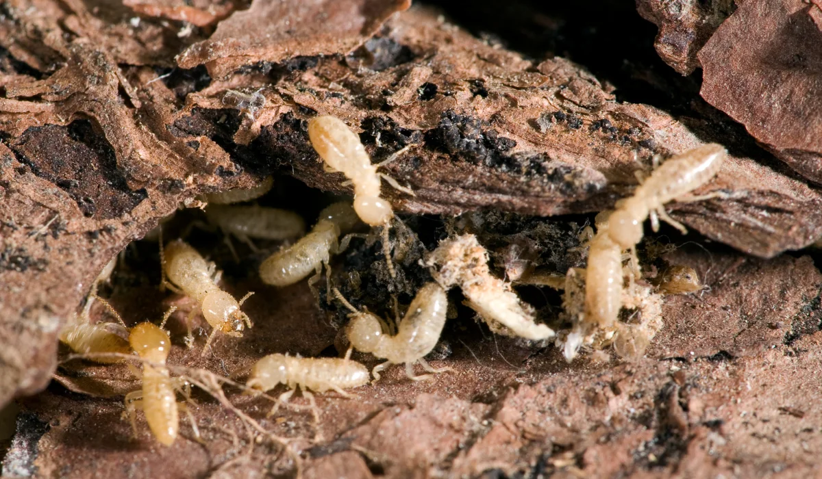 Read more about the article Do Ohio New Construction Homes Need Termite Control? Full Guide for 2025